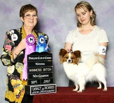 Dolly Winners bitch at Papillon Canada