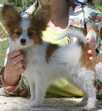 This is Eve we are growing her up as a Forevr Show Puppy.