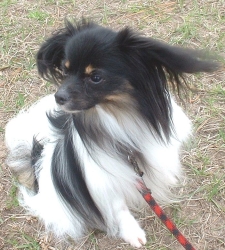 Phalene ears in the breeze