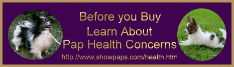 Papillon health conerns banner