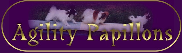 Star, Nicky & Pez on the teeter totter