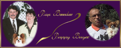 Read what a Papillon Breeder should be for the Quality Puppy Buyer