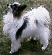 Eden's Lord & Taylor, "Taylor"  Now passed at 17 1/2 years of age