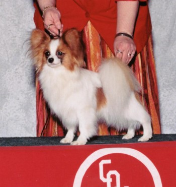 Multi Champion Cardinal Sinsation