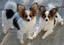 This puppy not for sale.