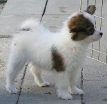 This puppy not for sale.