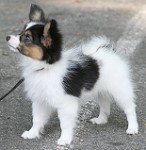 This puppy not for sale.