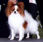 Ch. En-La's Bravissimo