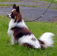 Forevr Hooked On A Feeling