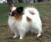 Caratoots Crowned Companion