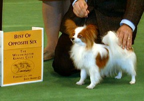 Envy Ears For Cheers