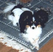 Riegel Donna The Primadonna