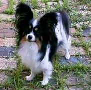 Riegel Donna The Primadonna