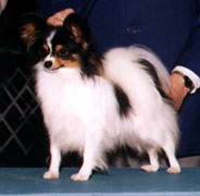 Ch. En-La's Bitty Dream