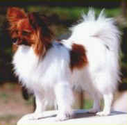 Paraja's Bhutan Glory Of En-La