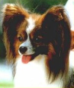 Envy My Fuzzy Atta'che