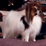 Envy My Fuzzy Atta'che