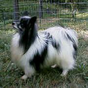 Lyndylore Black Russian