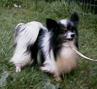 Lyndylore Black Russian