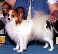 Ch. Forevr Cute As Punch