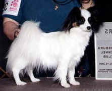 Ch. Cadaga Starshine